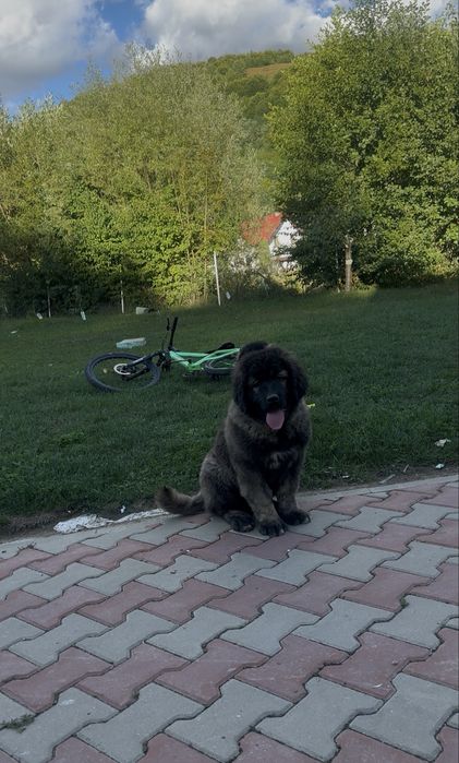 Ciobanesc caucazian