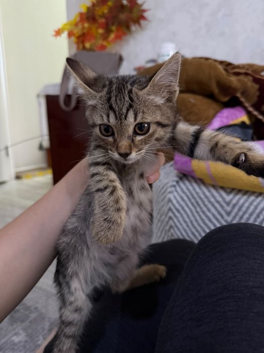Котенок мальчик в добрые руки