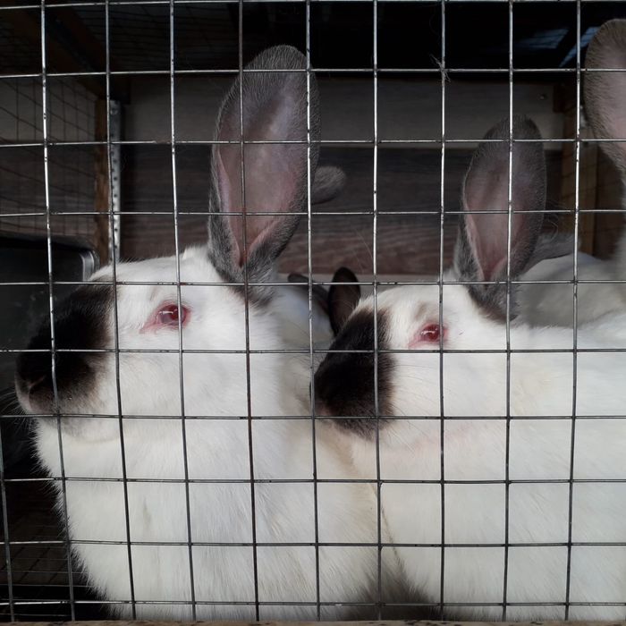 Кролики Калифорния