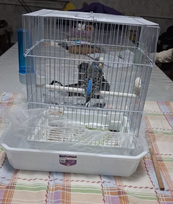 Продам папугай домащний