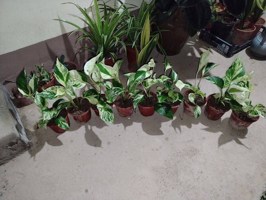 Сцендаптус-Эпипремнум, Сортовые