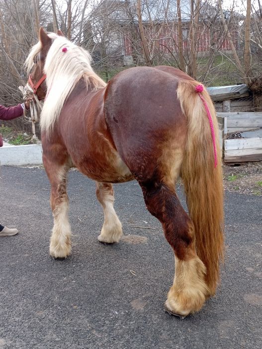 Vând mânz de 3 ani