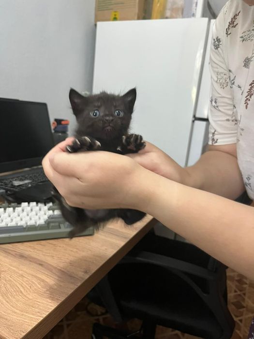 Отдам  котята домашние