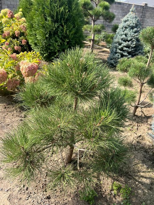 Продам елки, туи , цветы