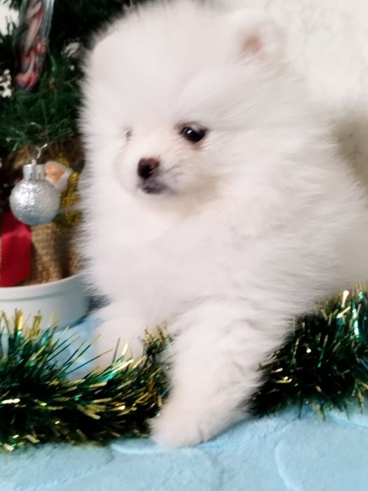 Померанский шпиц