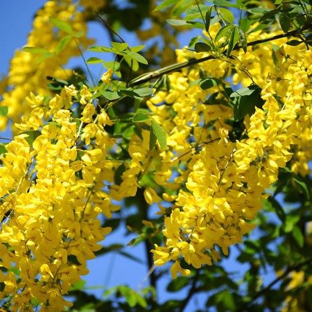 Salcâm Galben Vossi