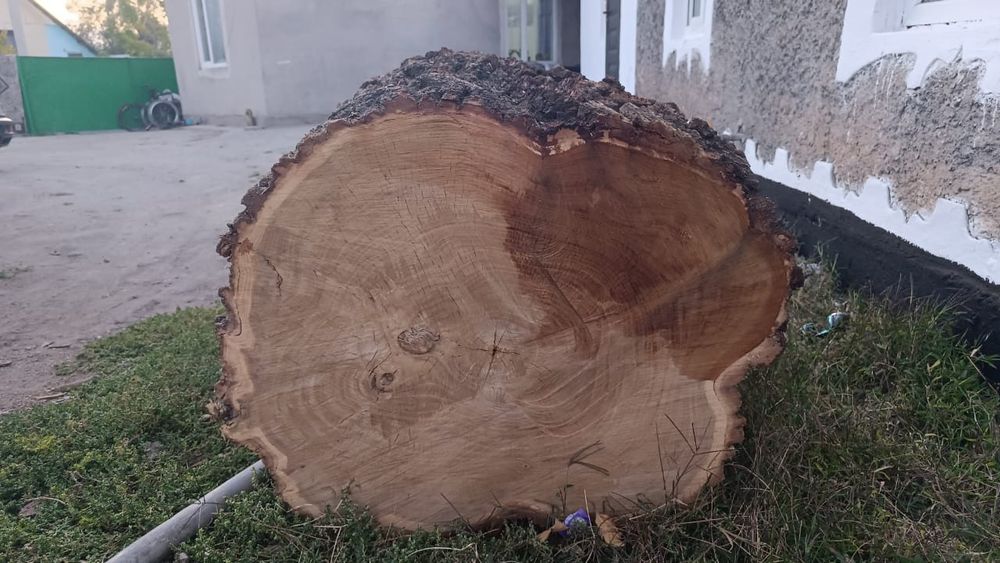 Продам  большой чурбак карагача