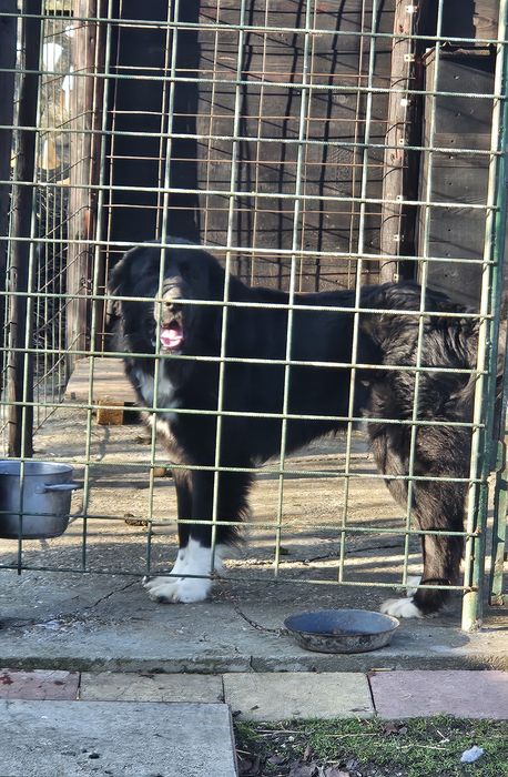 Mascul Ciobănesc corb