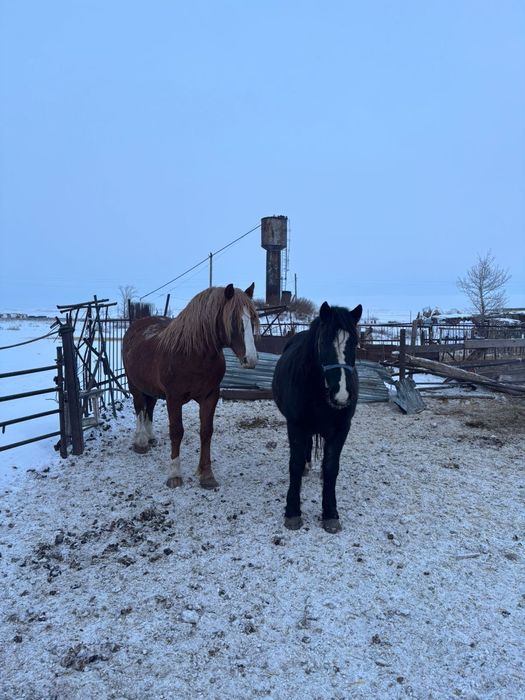 Продам мерина 5 лет и жеребца 7 лет.