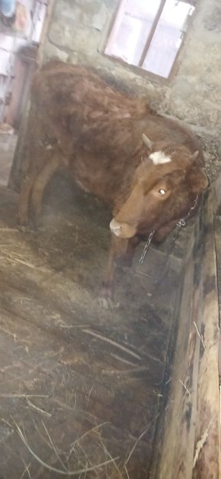 Продам тёлку 11 месяцев