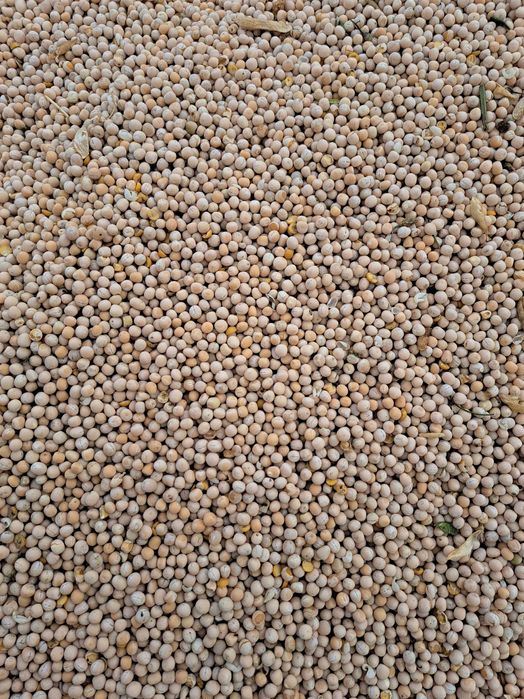 Urluiala cu cereale din recolta 2025