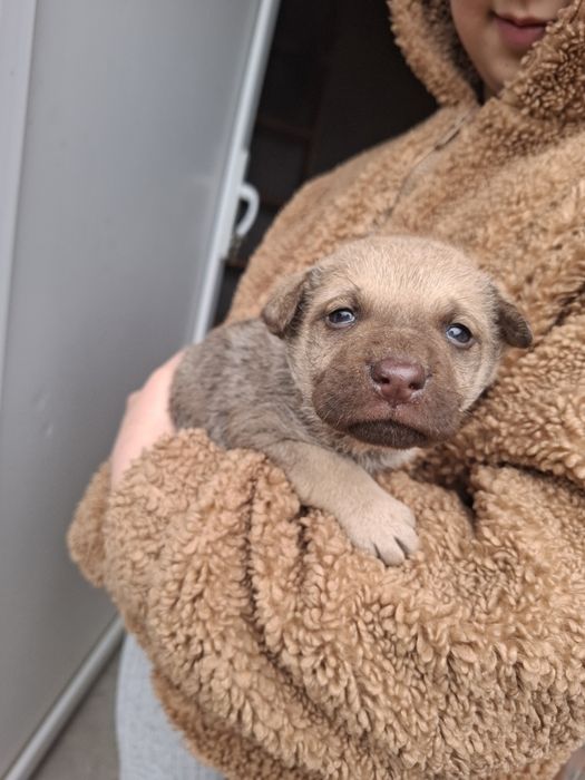 donez 2 căței gratis