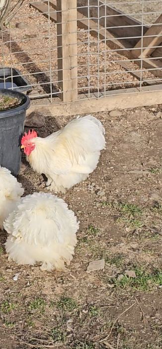 Păsări de vânzare