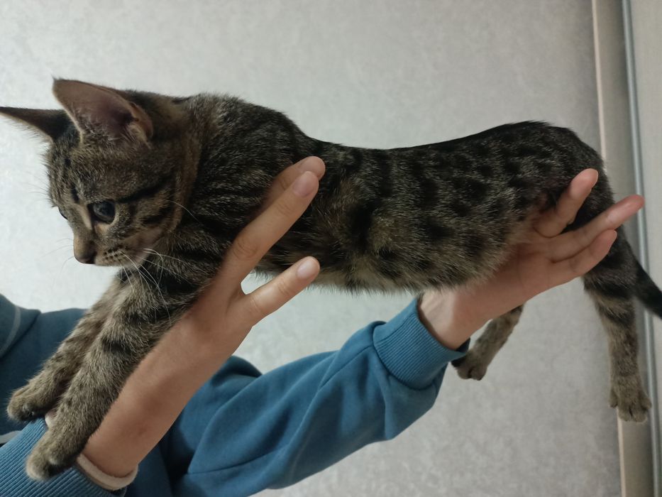 Отдам котенка девочка 4 месяца
