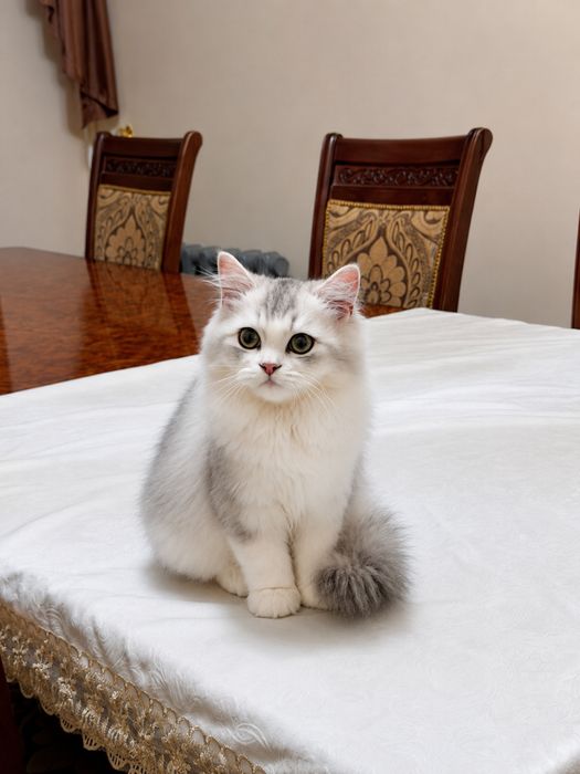 British Longhair Silver Shaded  Chinchilla Silver/Shinshilla/Mushuk