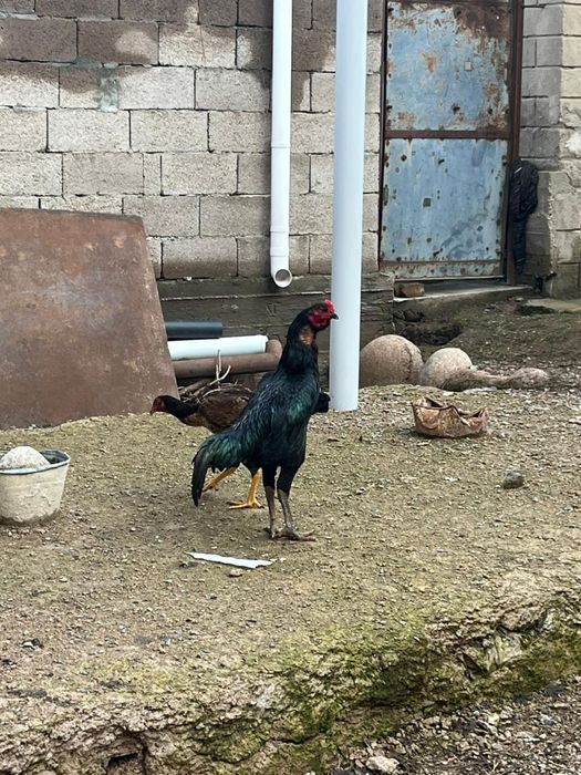 Дакан парочка в Мерке