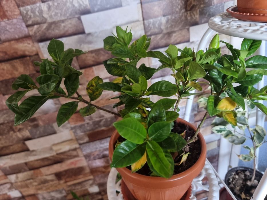 Гардения Ароматний Gardeniya daraxt guli Arzon narxda Tayyor holatda T
