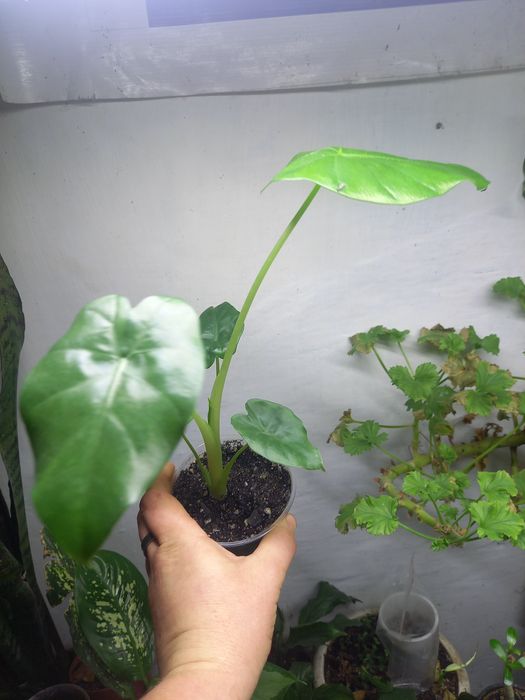 Продам комнатные растения