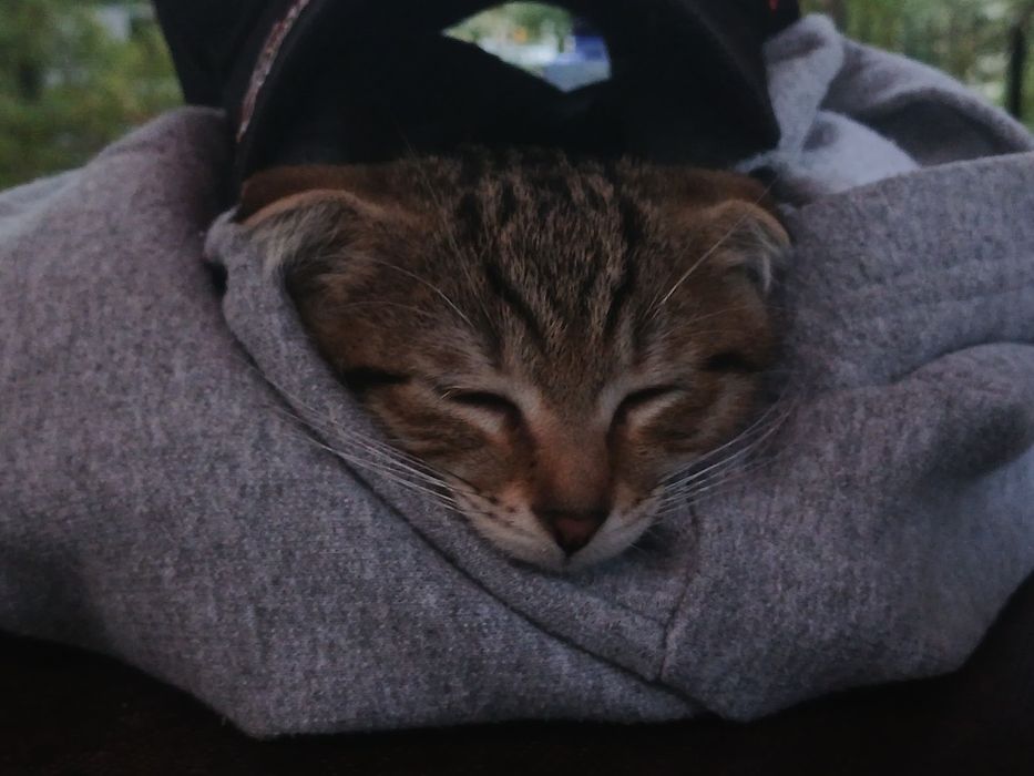 Котёнок,ищет семью