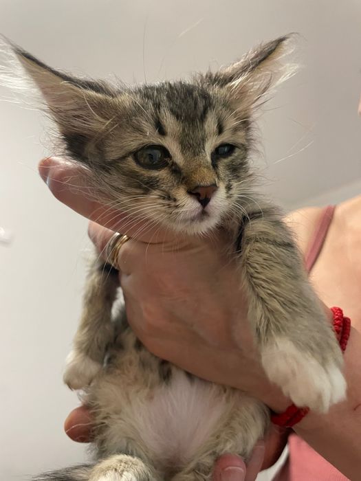 Котята бесплатно!
