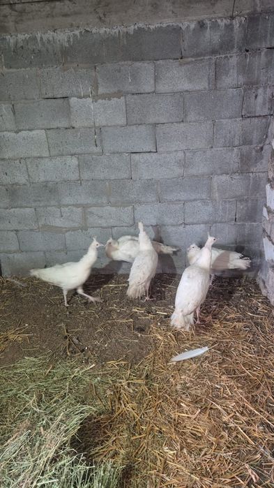 Павлины белые семья