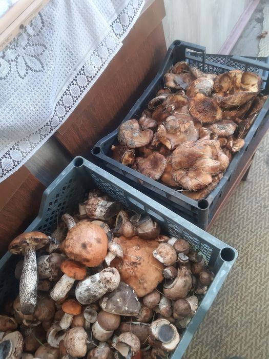 Продам грибы, приму заказы