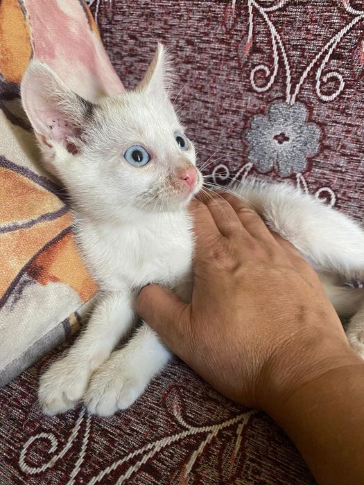 Отдам котят белых