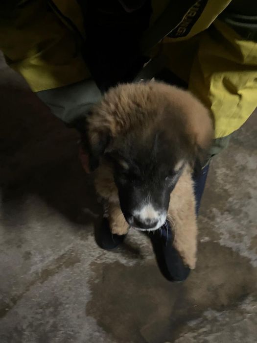 Алабай ит сатылады!