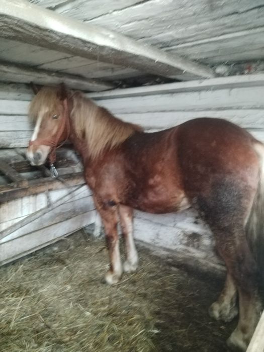 Mânz de vânzare foarte cuminte