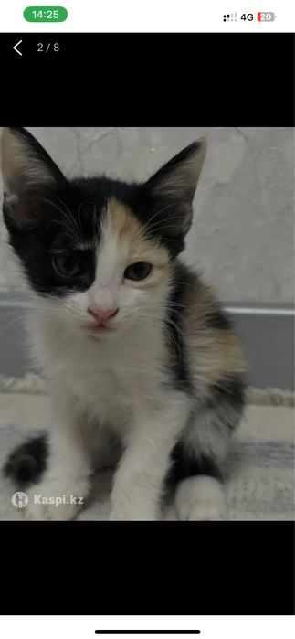 Отдам котят бесплатно