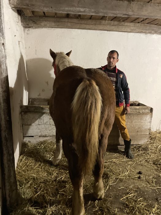 Mânza de vanzare de 7 luni