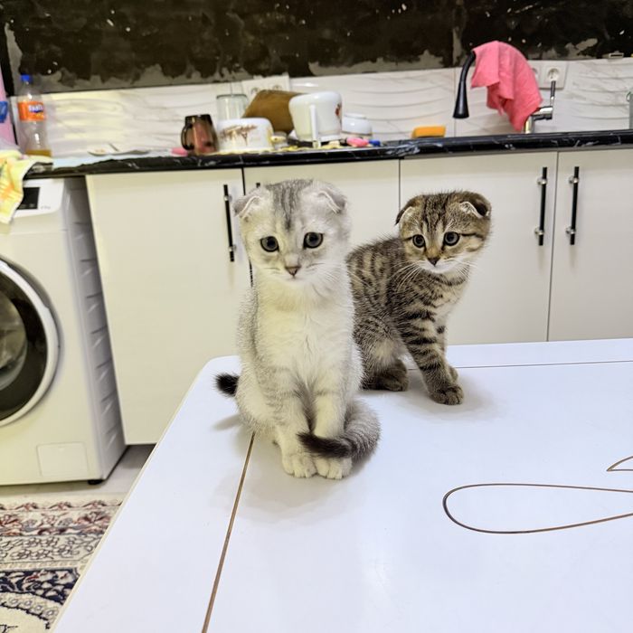 Skotsh foldva shinshilla