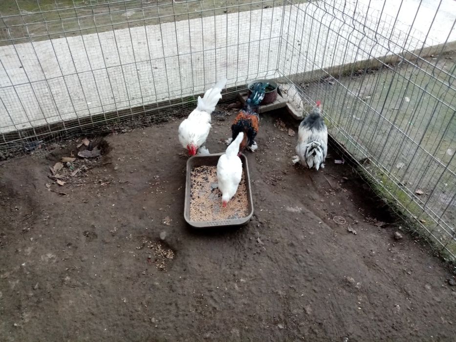 Cocoși pitici,patici