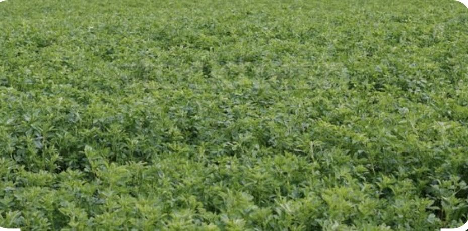 Ofer spre inchiriere lucerna