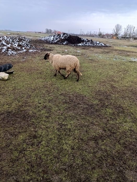 Ofer spre vânzare un berbec