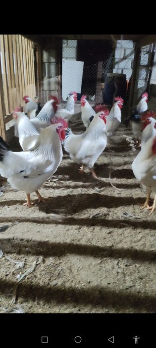 Петухи Адлер Серебристая