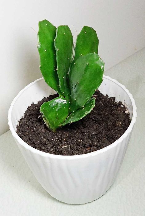 Продам. Бразилиопунция