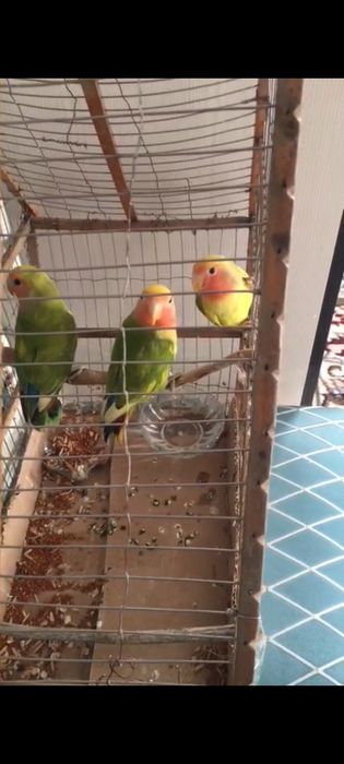 Папугай неразлучник