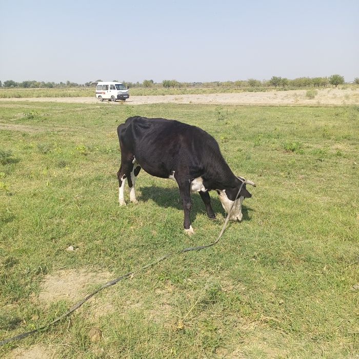 Porno tugyonga ketgan mushuk