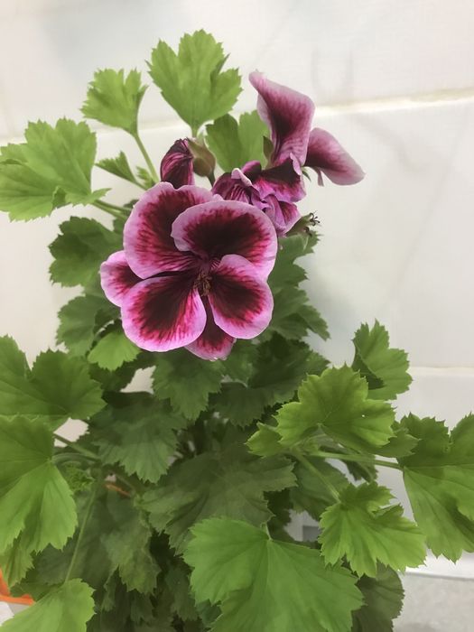 Продам пиларгонии