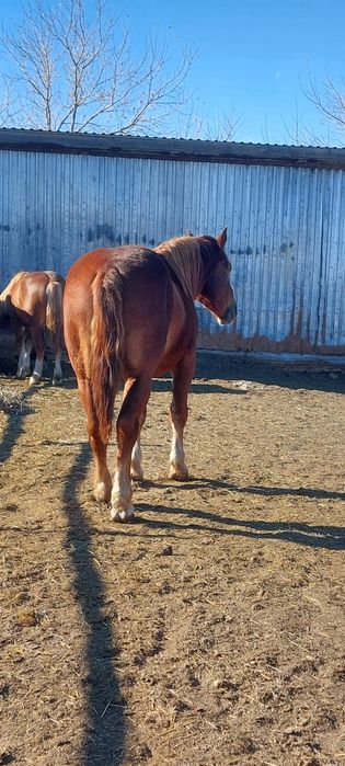 Жеребцы Тяжеловоз