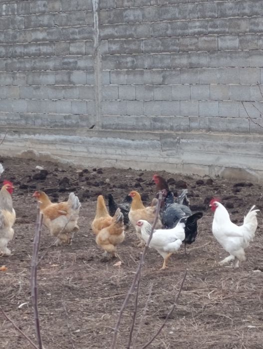 Продаются куры домашние и бойцовые