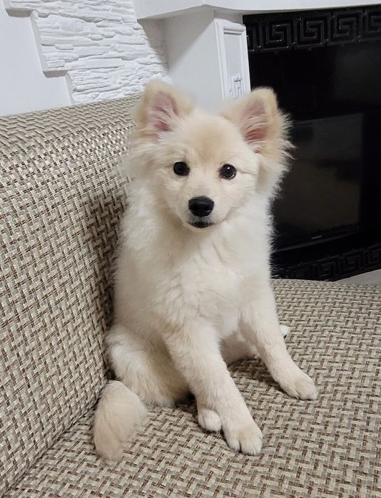 Щенок, немецкий шпиц