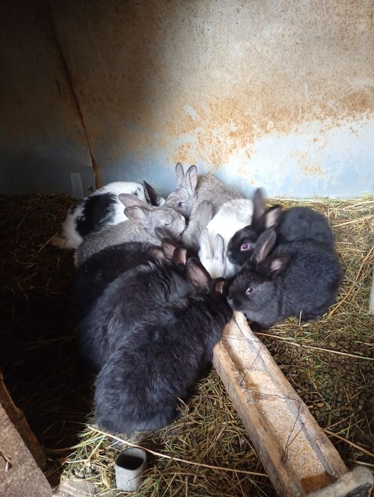 Vând iepuri diverse