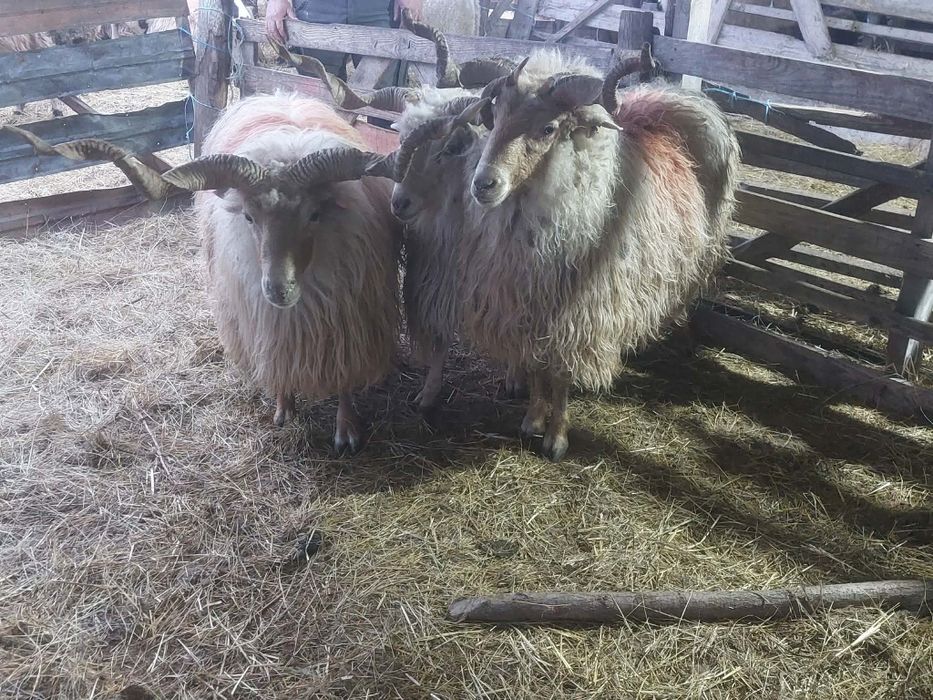 Berbeci de vânzare 3 bucăți