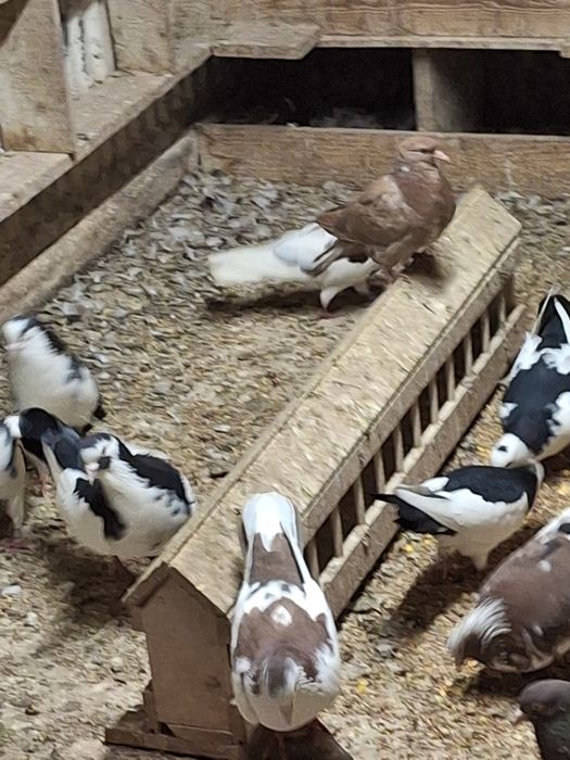 Пазарджишки високолетачи гълаби