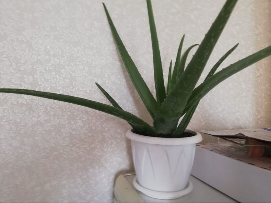 Продам алое вера, 2 года