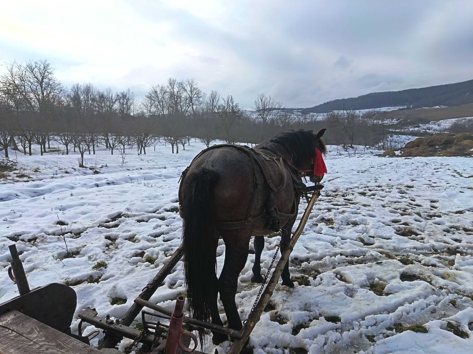 Vând iapă de 4 ani