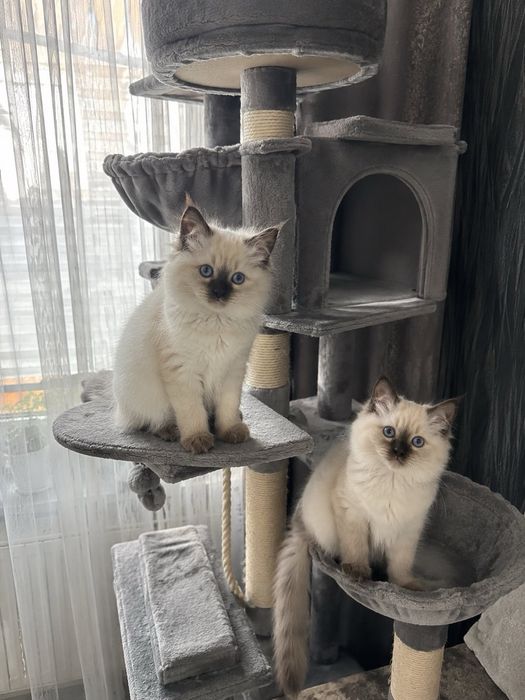 Рагдол Регдол /Ragdoll