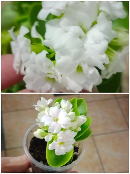 Продам герани сортовые